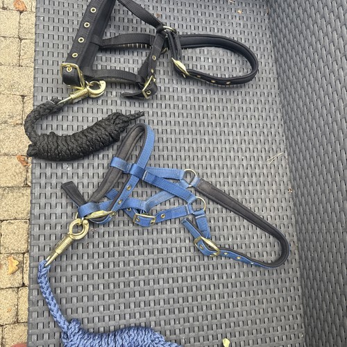 Zwei shetty halfter mit - zwei,