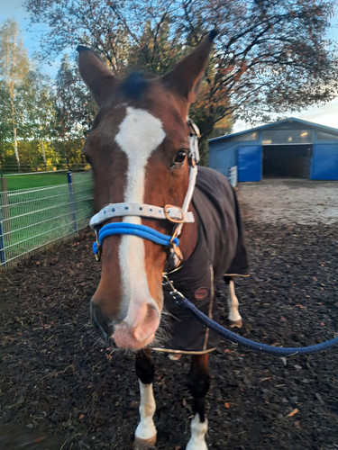 Trainingshafte monty roberts - trainingshafte,,