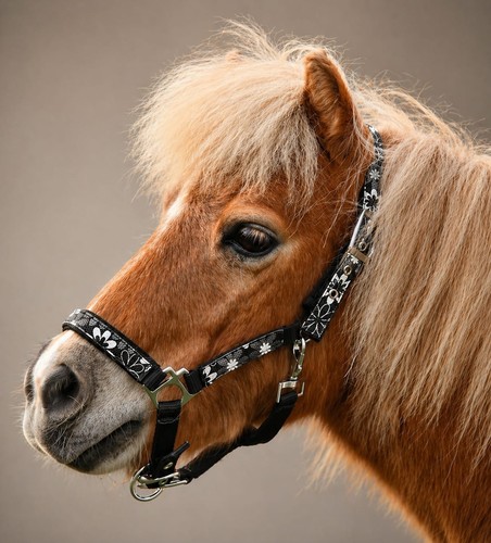 Halfter minishetty fohlen - halfter,
