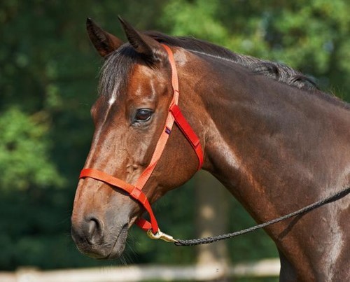 Weidehalfter halfter weide - halfter,