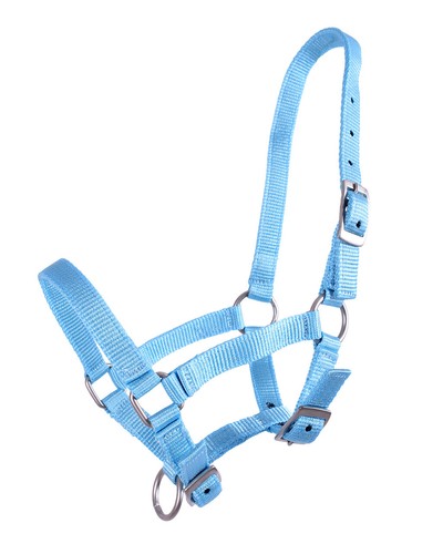 Qhp fohlen halfter - fohlen, baby-blau