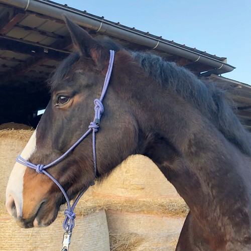 Knotenhalfter cob pony - knotenhalfter, wb