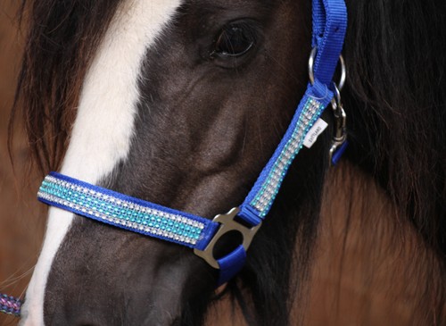 Shetland pony minishetty - o,